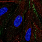 Immunofluorescent staining of human cell line BJ shows localization to centrosome & actin filaments.