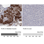 Anti-FLNC Antibody