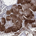 Immunohistochemical staining of human skeletal muscle shows high expression.