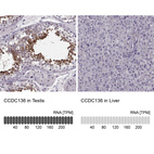 Anti-CCDC136 Antibody