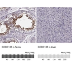Anti-CCDC136 Antibody
