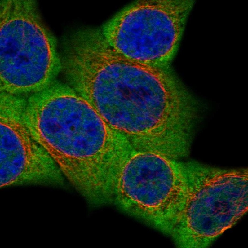 Anti-DLGAP5 Antibody