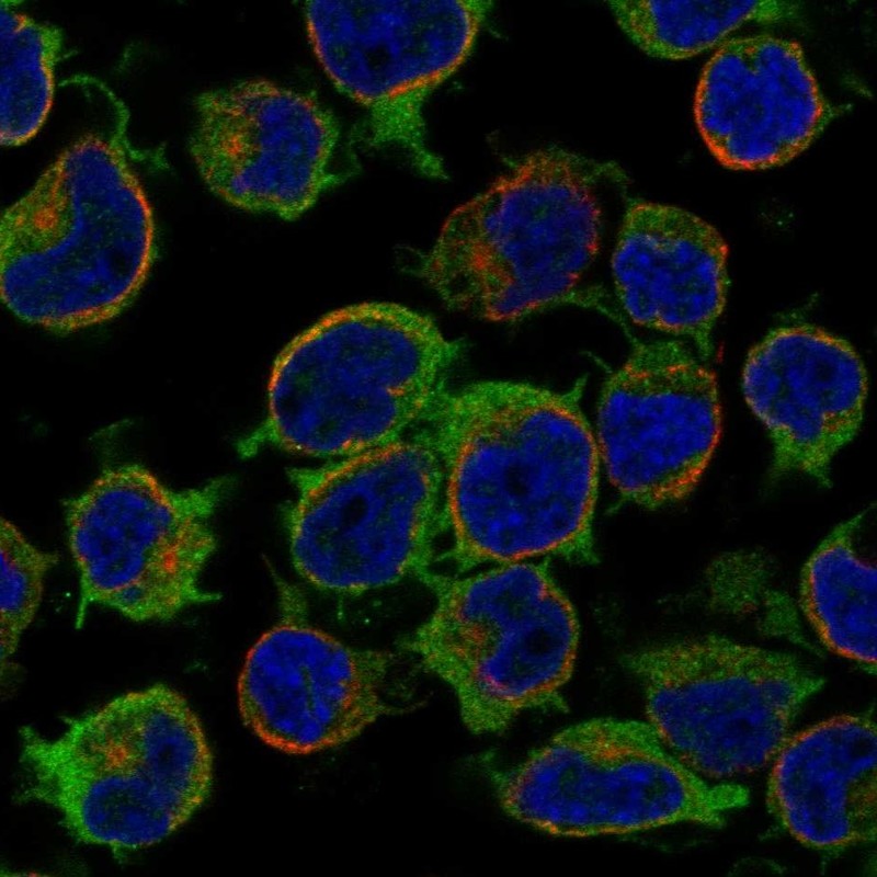 Anti-ARHGEF6 Antibody
