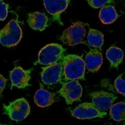 Anti-ARHGEF6 Antibody