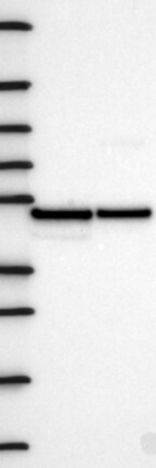 Anti-FLOT2 Antibody