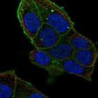 Immunofluorescent staining of human cell line RT4 shows localization to plasma membrane.
