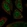 Anti-SIK2 Antibody