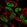 Anti-CCM2L Antibody