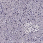 Immunohistochemical staining of human pancreas shows low expression as expected.