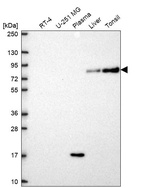 Anti-SLC3A1 Antibody