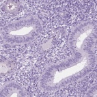 Immunohistochemical staining of human endometrium shows low expression as expected.