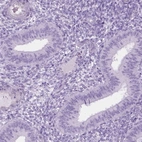 Immunohistochemical staining of human endometrium shows low expression as expected.