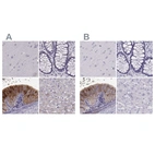Immunohistochemical staining of human cerebral cortex, colon, epididymis and liver using Anti-WFDC8 antibody HPA071119 (A) shows similar protein distribution across tissues to independent antibody HPA042710 (B).