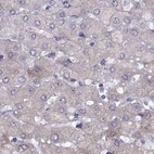 Immunohistochemical staining of human liver using Anti-WFDC8 antibody HPA071119.