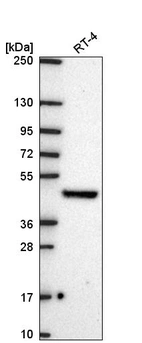 Anti-FICD Antibody