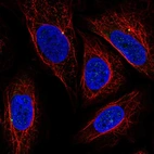 Anti-CEP19 Antibody