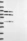 Anti-DDX5 Antibody