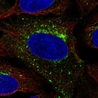 Immunofluorescent staining of human cell line U-2 OS shows localization to vesicles.
