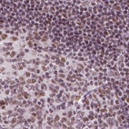 Immunohistochemical staining of human lymph node using Anti-ELF2 antibody HPA071166.