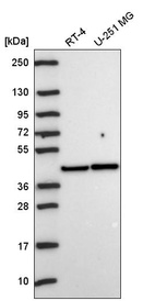 Anti-PRKACA Antibody