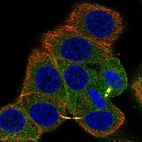 Immunofluorescent staining of human cell line MCF7 shows localization to cytosol & cytokinetic bridge.