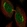 Anti-UHMK1 Antibody