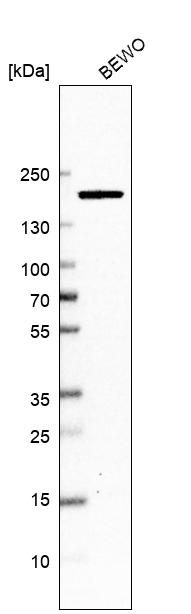 Anti-DOT1L Antibody