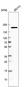 Anti-DOT1L Antibody