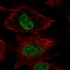 Immunofluorescent staining of human cell line U-251 MG shows localization to nucleoplasm.