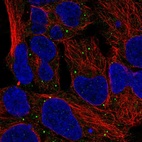 Anti-MTOR Antibody