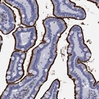 Immunohistochemical staining of human small intestine shows strong positivity in apical membrane in glandular cells.