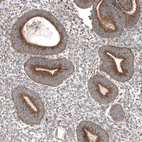 Immunohistochemical staining of human endometrium shows moderate granular cytoplasmic positivity in glandular cells.