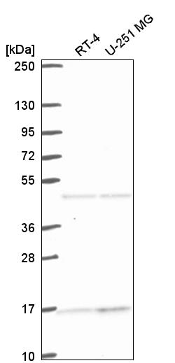 Anti-ACTR10 Antibody