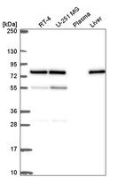 Anti-DPY19L2 Antibody