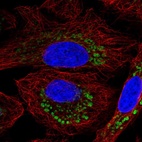 Immunofluorescent staining of human cell line A549 shows localization to mitochondria.