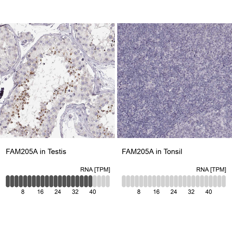 Anti-FAM205A Antibody