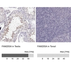 Anti-FAM205A Antibody