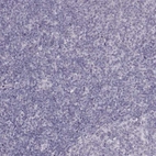 Immunohistochemical staining of human tonsil shows no positivity in non-germinal center cells as expected.