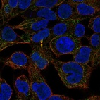 Immunofluorescent staining of human cell line HEK 293 shows localization to microtubules & midbody.