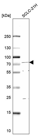 Anti-E4F1 Antibody