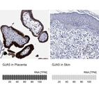 Anti-GJA5 Antibody