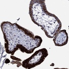 Immunohistochemical staining of human placenta shows high expression.