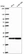 Anti-CBX1 Antibody