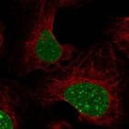Immunofluorescent staining of human cell line U2OS shows localization to nucleoplasm & nuclear bodies.