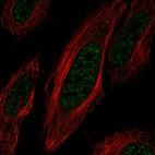 Immunofluorescent staining of human cell line HeLa shows localization to nuclear speckles.
