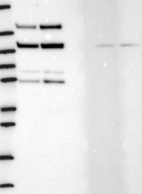 Anti-HDAC4 Antibody
