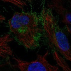 Anti-CYFIP2 Antibody