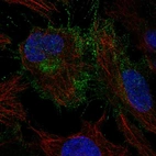 Anti-CYFIP2 Antibody