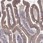 Immunohistochemical staining of human small intestine shows high expression.