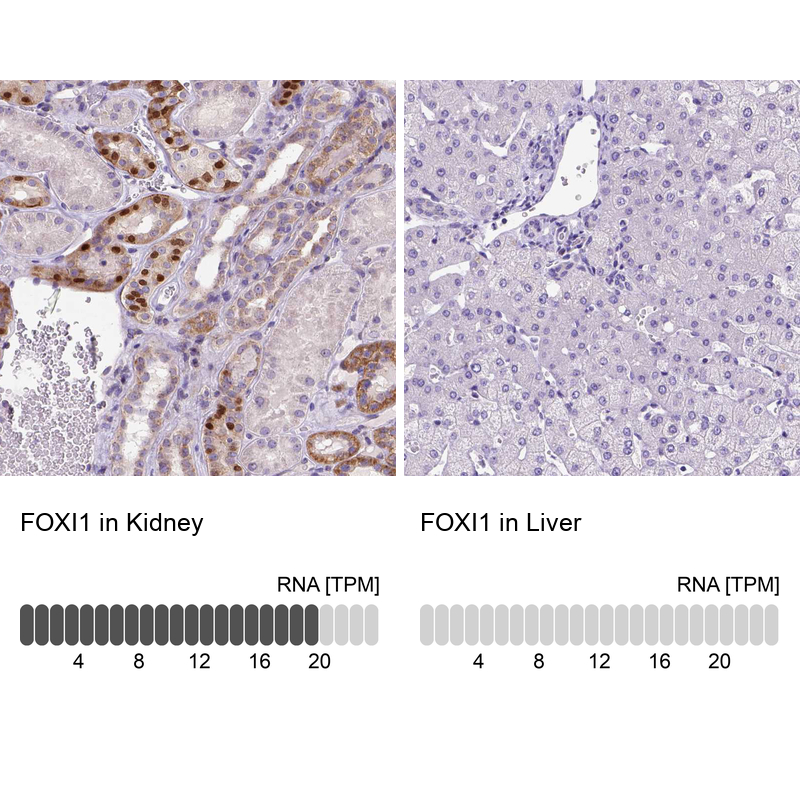 Anti-FOXI1 Antibody